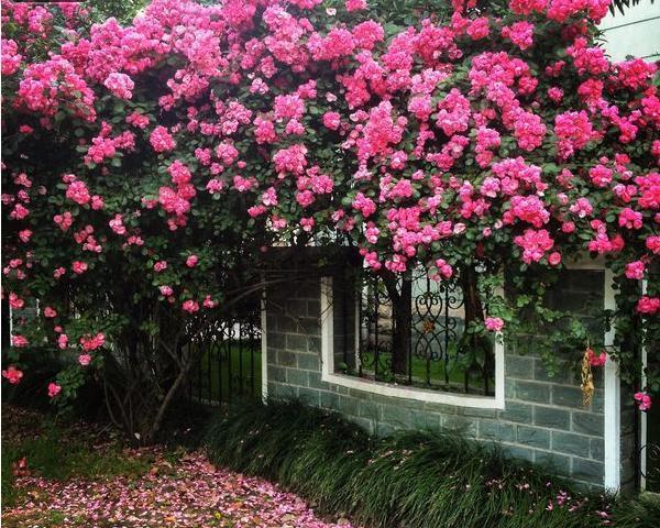 当蔷薇花爬满墙的时候真是美不胜收,香气更是