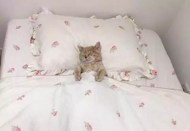 你见过这样睡觉的喵星人吗?|喵星人|猫咪|被子_新浪新闻