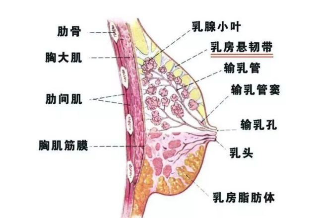 胸大肌与乳腺那些不得不说的秘密有佰草养护健康驿站