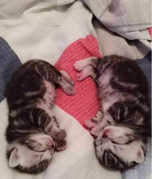 家里大猫生了两只小猫崽网友生个猫咪都是爱你的形状