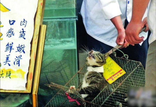 火锅|美食|猫_新浪新闻