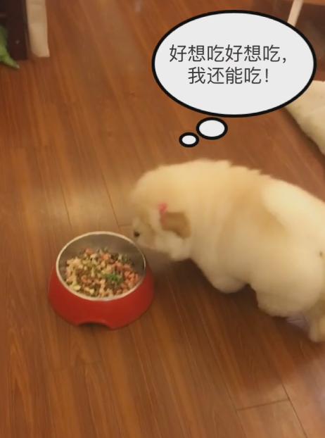 松狮吃完了自己的饭想吃哥哥的,这货想吃又不能吃浑身难受!
