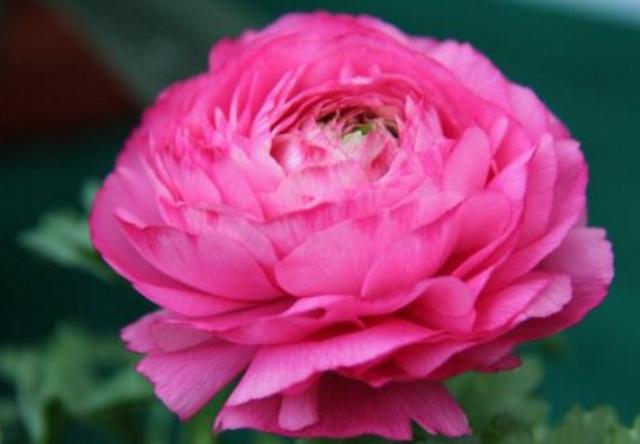 芹叶牡丹怎么区分品种,好养吗?和牡丹的区别