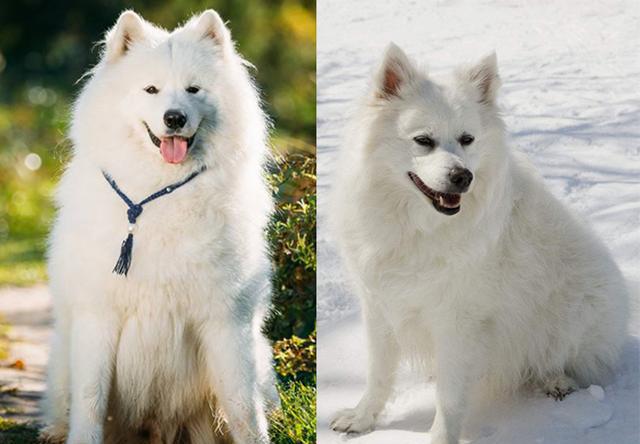 7,鼻子萨摩耶的鼻子比爱斯基摩犬的更小.