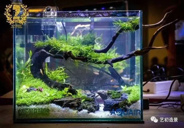 小缸大气派草缸造景图片欣赏