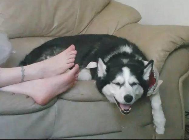 给二哈闻了下自己的脚, 没想到它转头就吐, 表情让人笑到扶墙