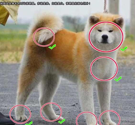 柴犬和秋田犬的区别在哪秋田犬的明显特征7白要知道