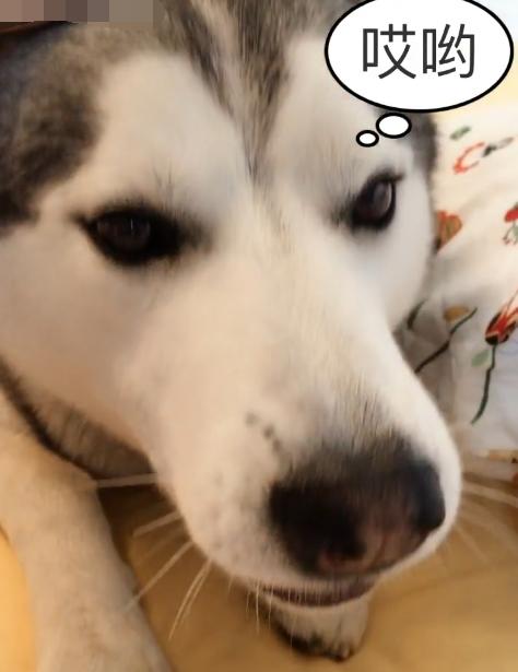 哈士奇睡觉醒来把嘴给气歪了,原来二哈也会做噩梦,笑尿了