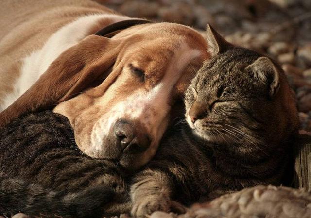 为什么有的人偏爱养猫,有的人偏爱养狗?两种人有什么区别吗?