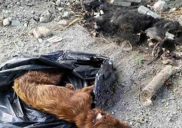狗狗被人丢进垃圾桶,其中一只看着死去的同伴,表现得特别伤心