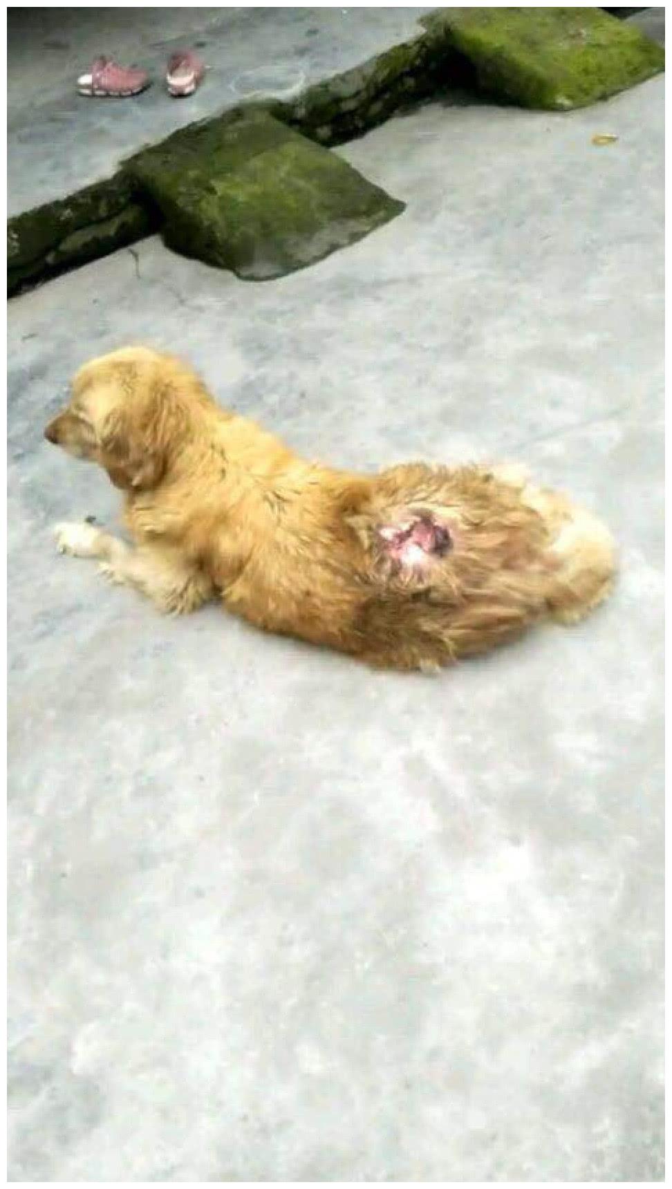 狗狗偷吃被打成重伤,躺在路边不断哀叫,网友看了吓得直打颤