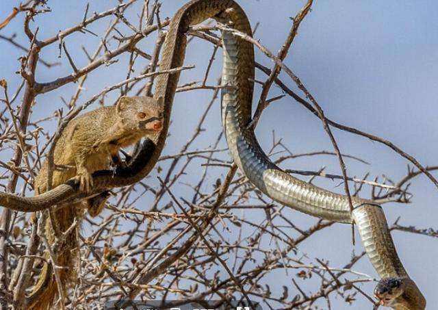 蛇獴就是毒蛇在自然界最强大的天敌,甚至没有之一,你见过吗