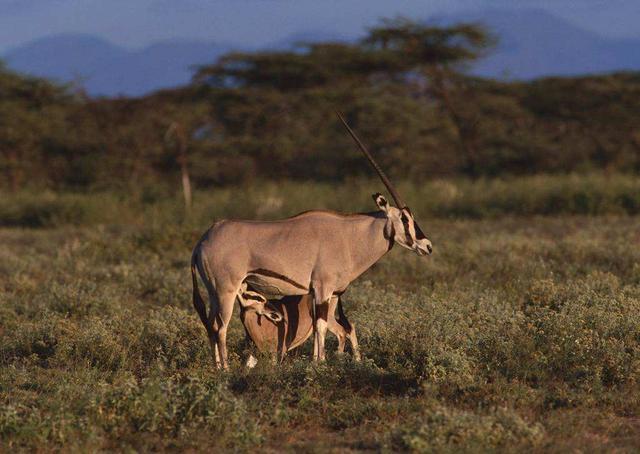 大型食肉动物数量急剧减少,第六次物种大灭绝真的要来了吗?