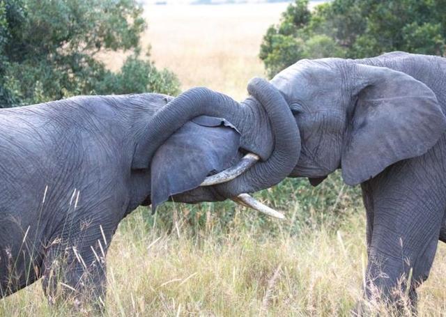 两头大象突然就大打出手,知道原因后,人们直呼欲望真可怕