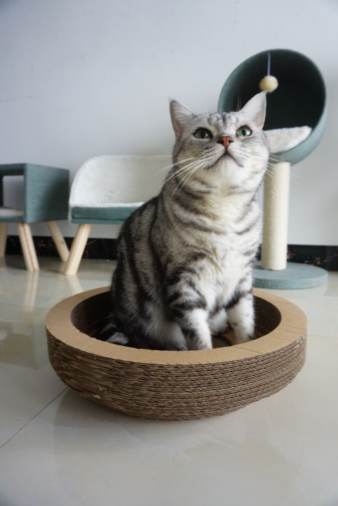 其实不是猫怕什么植物 猫是害怕气味浓烈的东西 例如薄荷 橘子 其实不是猫怕什么植物 猫是害怕气味浓烈的东西 例如薄荷 橘子
