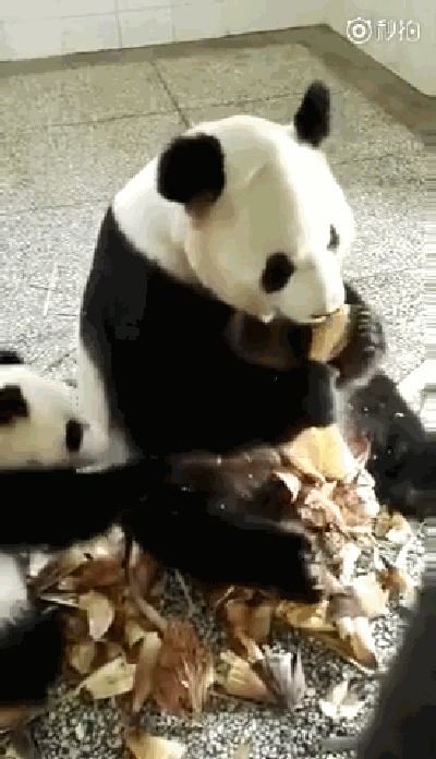 熊猫妈妈吃独食不让孩子分享竹笋,一脚挡开熊猫宝宝渴望的小爪
