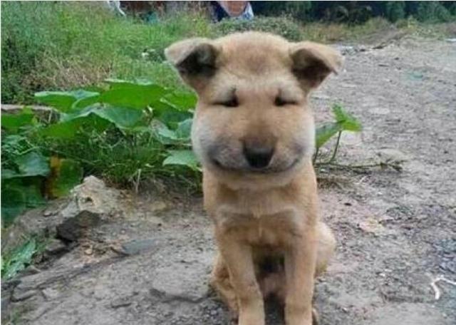 看着鼓着腮帮子来找自己的狗狗主人不厚道笑了