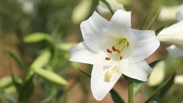 绘画教程|水粉百合