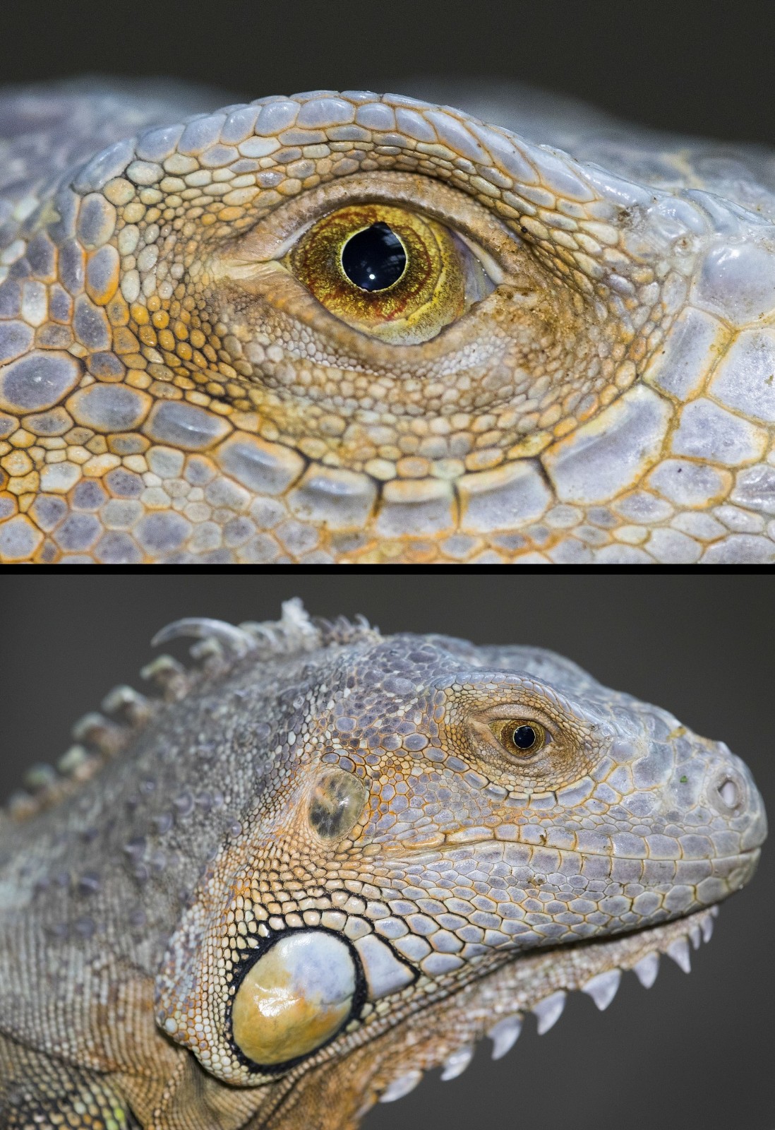 各种动物眼睛的特写原来它们眼睛还发挥这样的作用