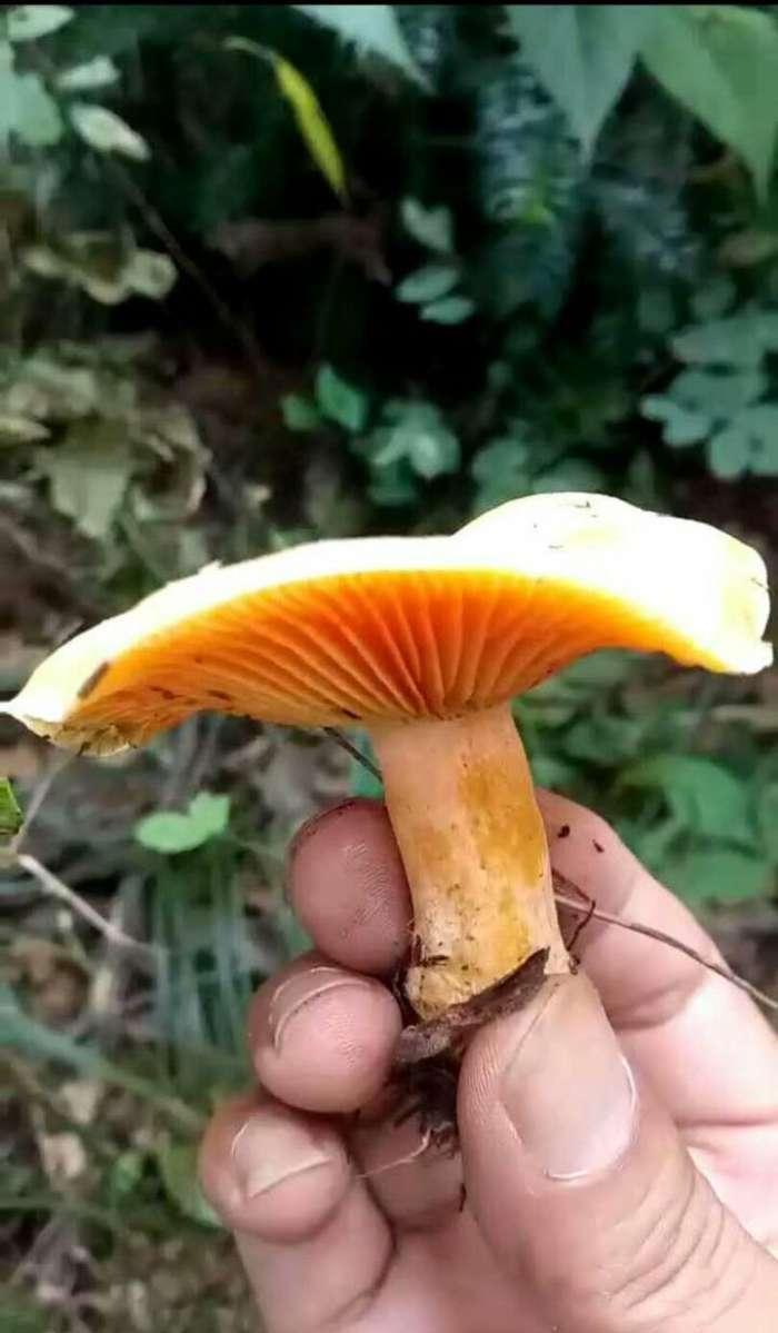 "纯野味", 100元一斤都不卖, 原因让人羡慕|婆婆|枞树|农村_新浪新闻