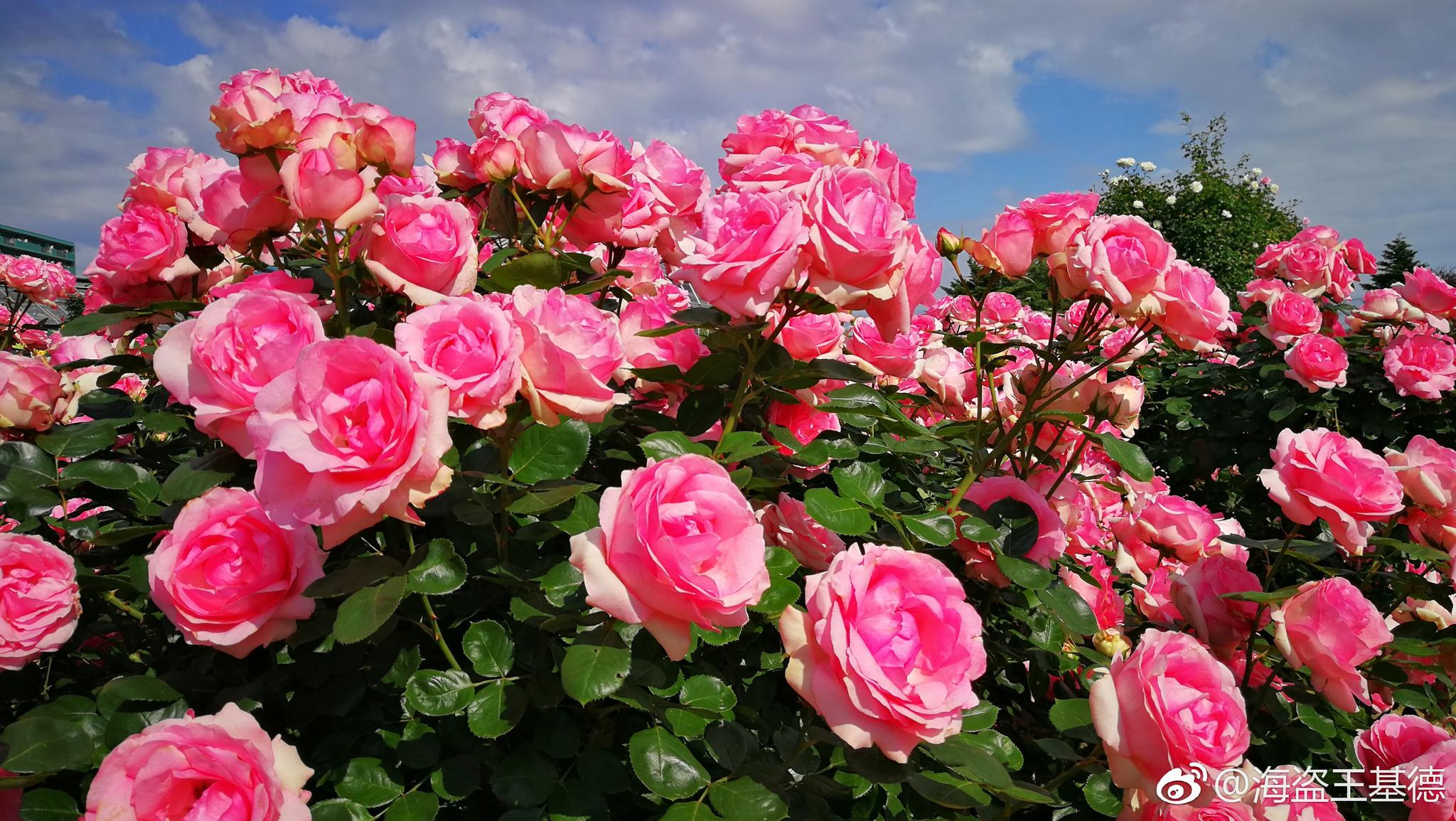 玫瑰花海这几天把这辈子的各种品种的玫瑰花都看完了