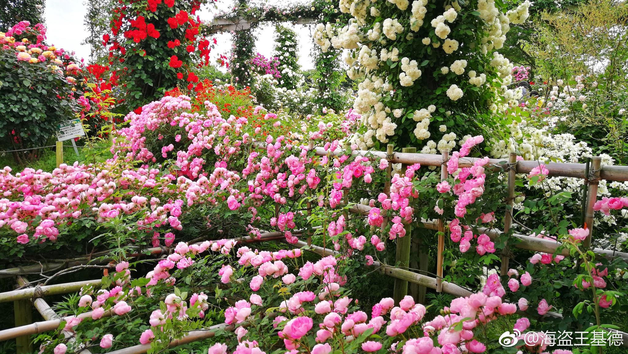 玫瑰花海,这几天把这辈子的各种品种的玫瑰花都看完了