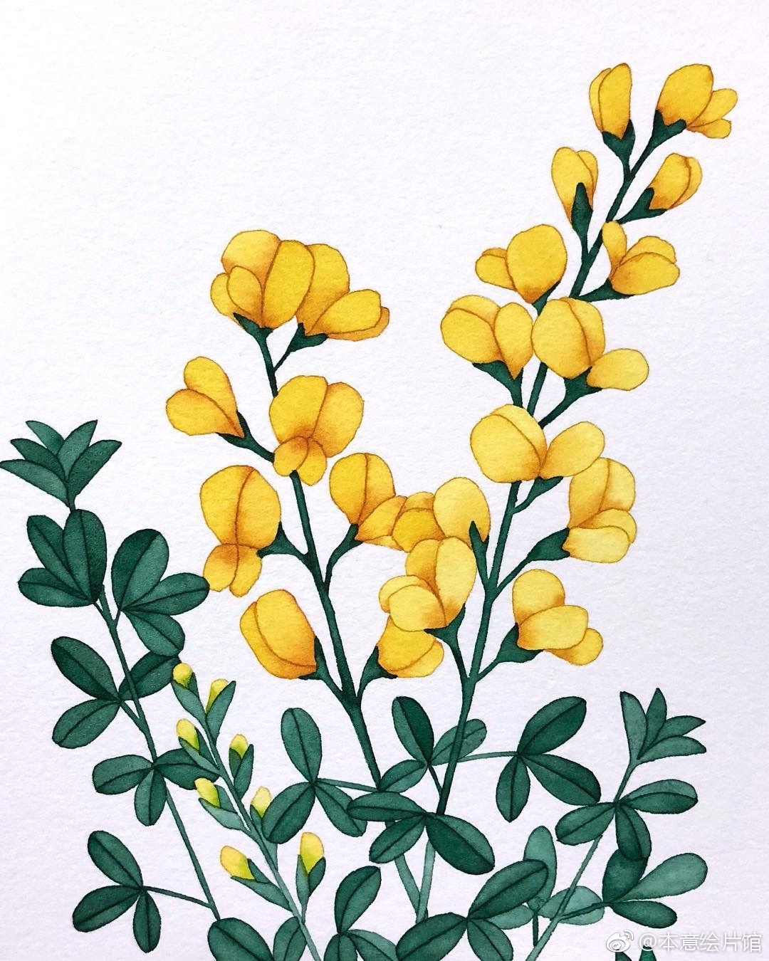 水彩植物作品欣赏inssoho0331