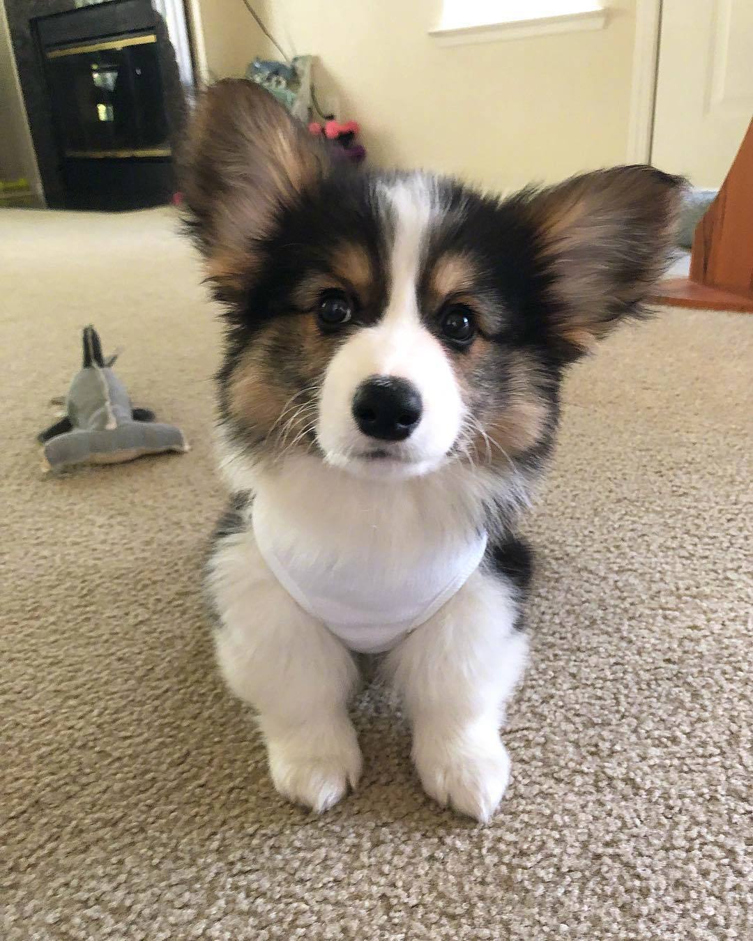 小短腿lychee,一对大耳朵,像不像小精灵