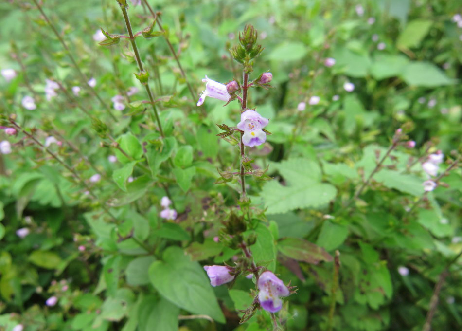 农村一种漂亮野草,农民称它为"母鸡窝",殊不知是稀罕良药