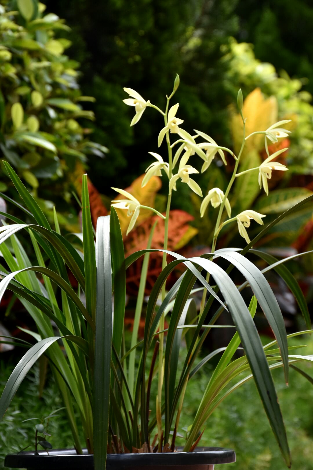 夏天养兰花,浇水有3个诀窍,兰花不腐,长得壮,开花旺
