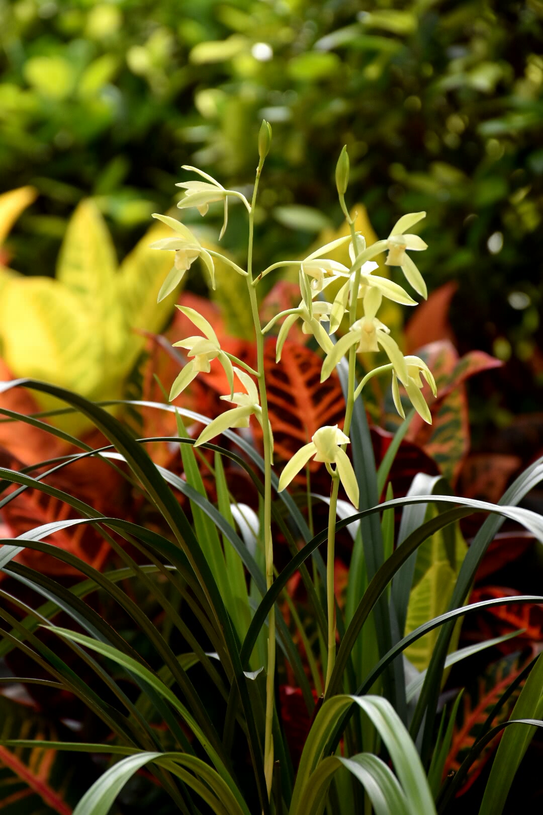 夏天养兰花,浇水有3个诀窍,兰花不腐,长得壮,开花旺