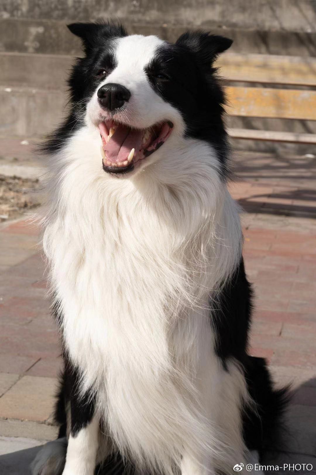 寻找爱犬!家中黑白色公边牧于11月23日周五中午11