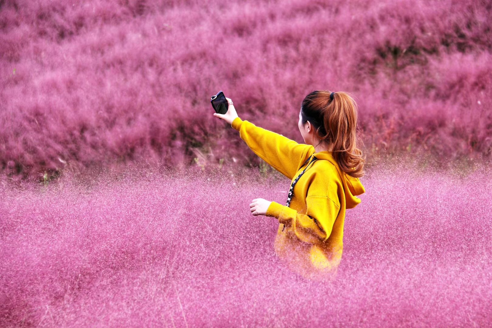 霍山花海旅游景点图片