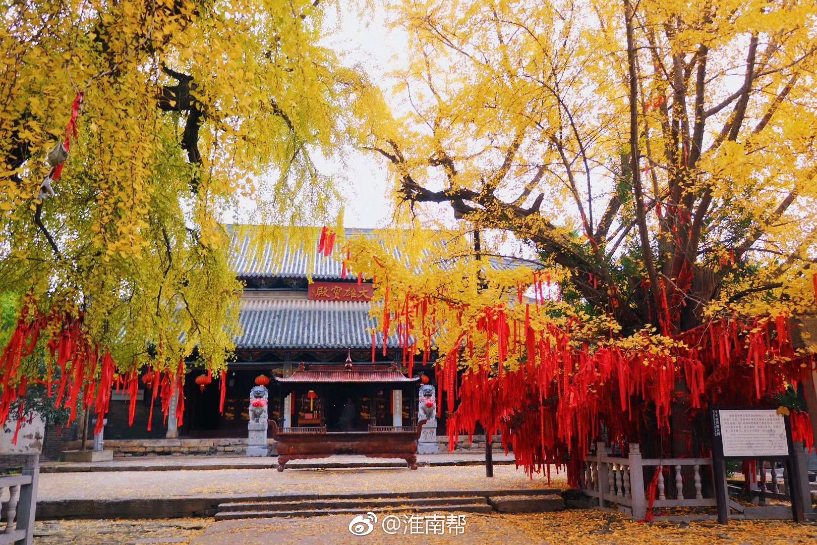 千年古刹寿县报恩寺古老的银杏树