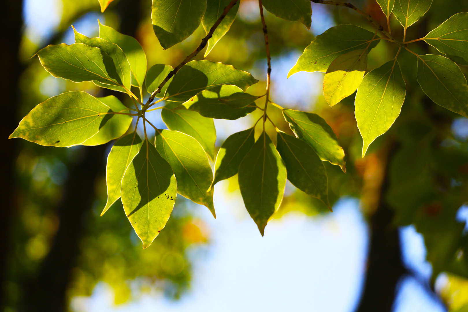 风婆娑,云抹天,金满地,叶渐黄,草渐枯,轻轻一摇,便似蝴蝶舞