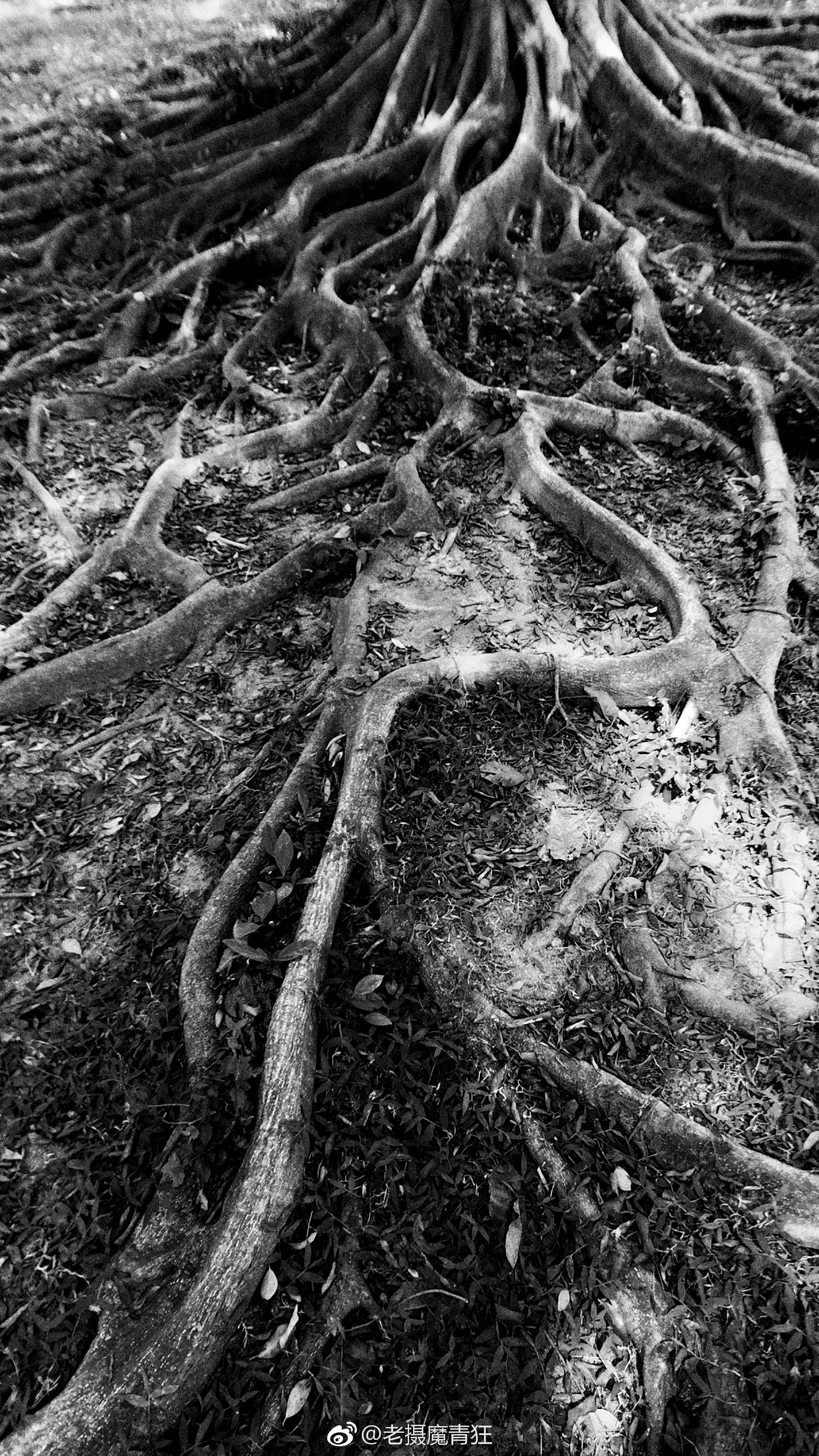 树根这样的树根会不会感觉很诡异,,,_新浪看点
