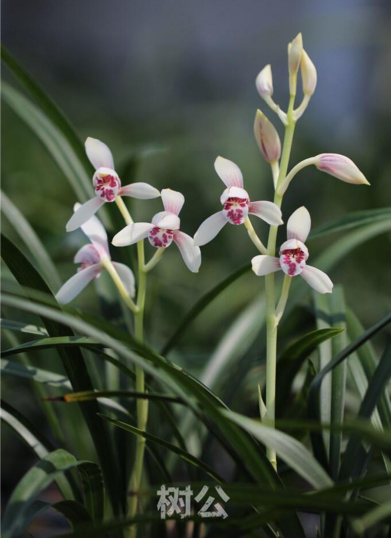 飘落凡间的仙子建兰玉白丹红