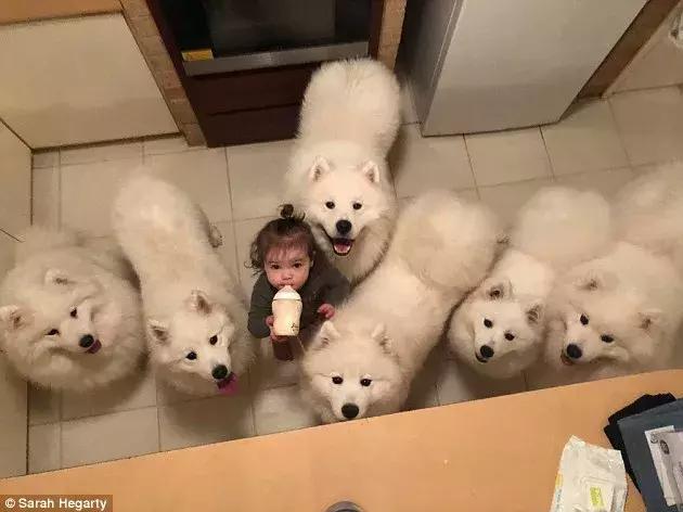 外国夫妇养了一堆萨摩耶和两个女儿,这画面简直要把心融化掉啊