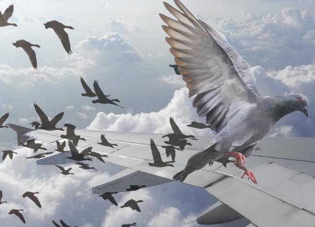 世界上最危险的鸟：能飞到一万米高空，很轻易就能撞坏一架飞机！|鸟|飞机|鸟儿_新浪新闻