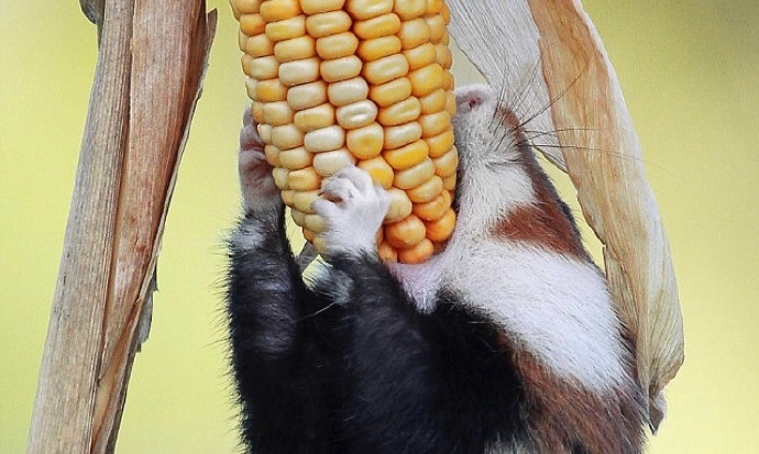 日本摄影师拍到的野生仓鼠天哪要萌屎了