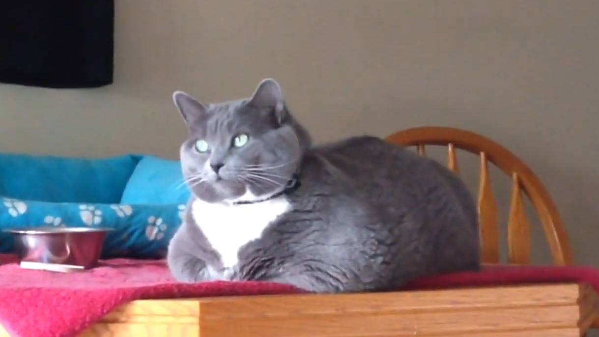 猫咪躺在桌子发呆,这表情看着好可爱啊!