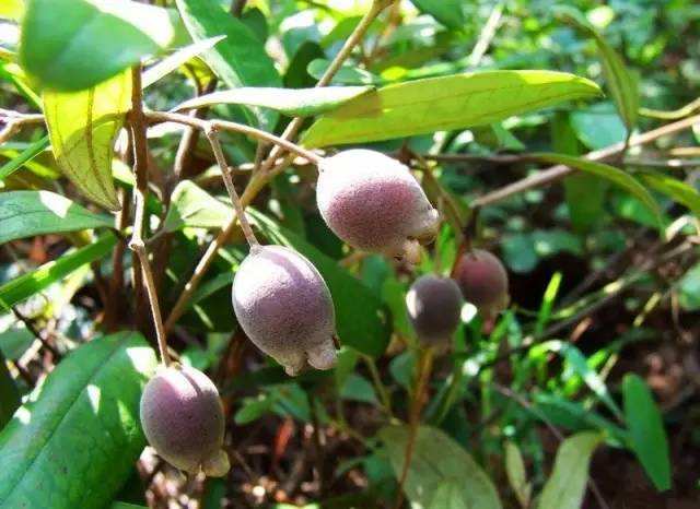 农村山珍野果,每天当零食吃两颗,补血补气,滋补身体,也可入药|桃金娘