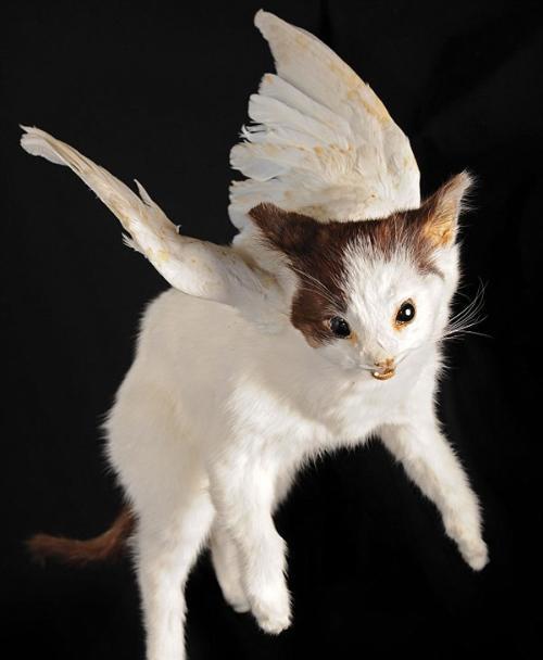 天使猫真的存在吗? 传说有一种会飞的猫