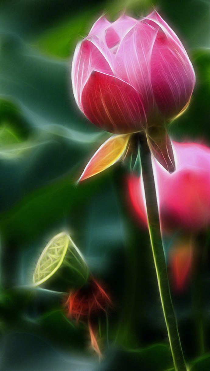 诸缘梦如幻世间唯妙莲