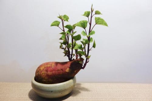 红薯发芽千万别扔教你养出一盆造型独特的红薯盆景