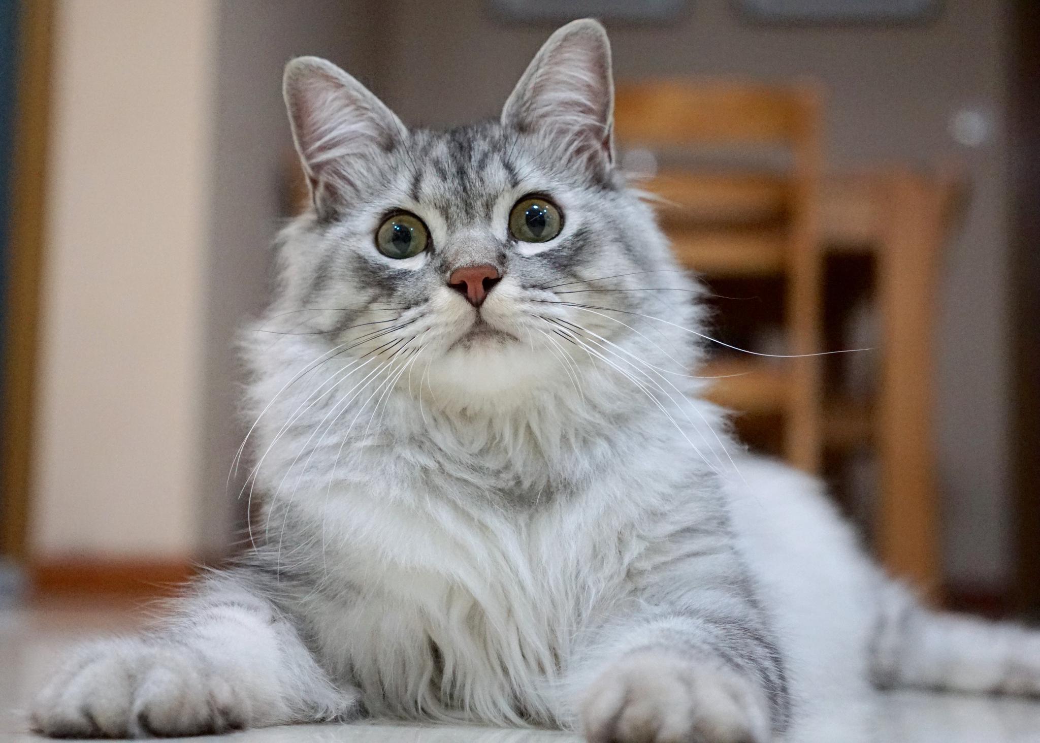 养了毛弟以后家里的猫毛明显增多了