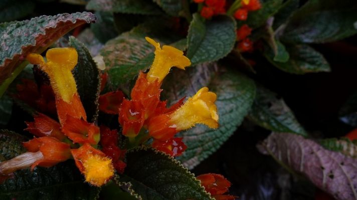 养花-金红花的栽培技术,金红花的养护技术