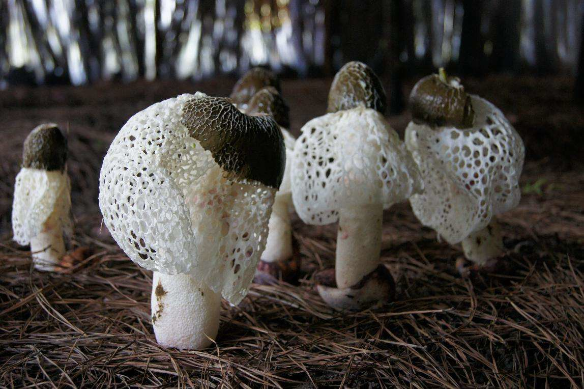 竹荪菇也叫竹荪,竹荪花等,是名贵的食用菌,营养丰富,香味浓郁,滋味鲜