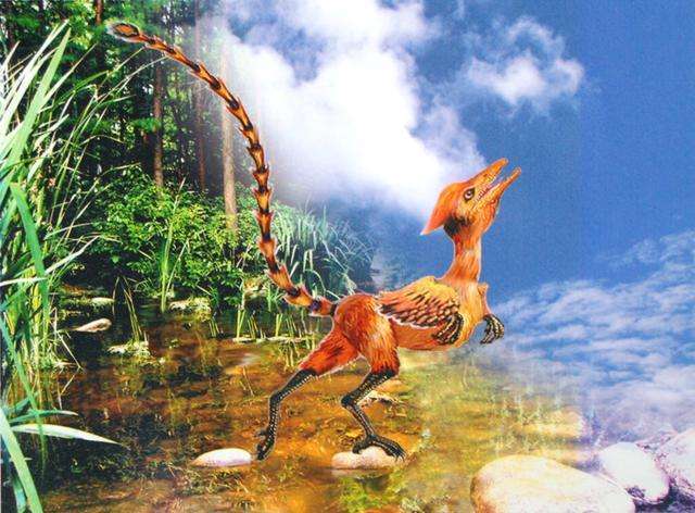 中华龙鸟,生活在1.25亿年前,奔跑迅速的一种小型食肉恐龙.