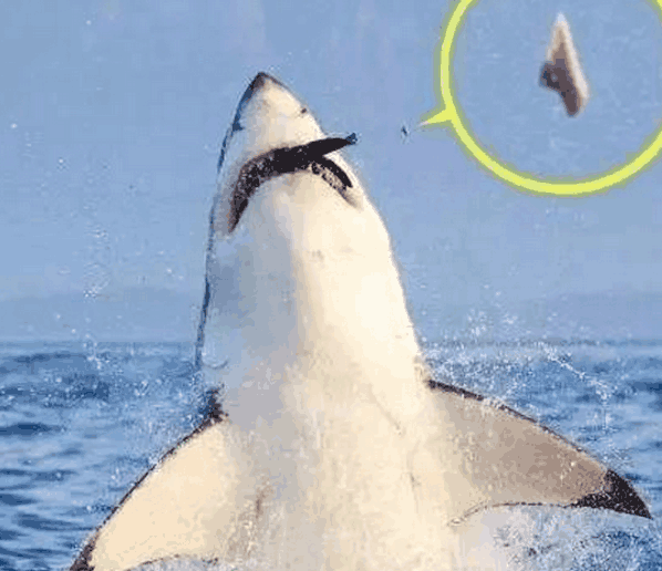 没想到当场崩掉大门牙, 尴尬了|海豹|大鲨鱼|尴尬_新浪新闻